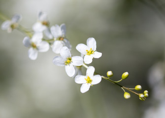 Small white flowers on the nature