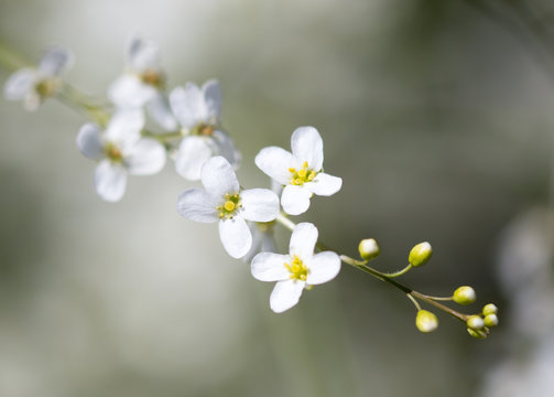 Small White Flowers On The Nature