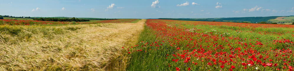 Big red poppy flower with buds in the meadow. Nature composition. Closeup of big poppy flowers.