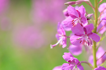 Fototapeta na wymiar Pink flowers of fireweed (Epilobium or Chamerion angustifolium) in bloom ivan tea. Flowering willowherb