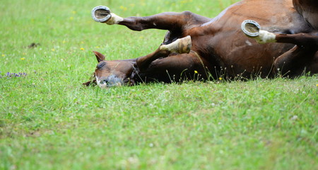 dreaming horse, chestnut Quarter Horse rolling in the gras, seems to be running in it´s dream