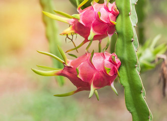 dragon fruits or pitaya or pitahaya fruits hanging on tree in organic farm