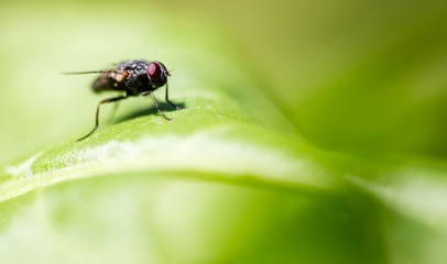 Fly on a green leaf in the open air