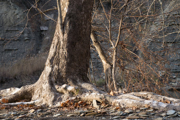 Sycamore tree by river, without leaves.