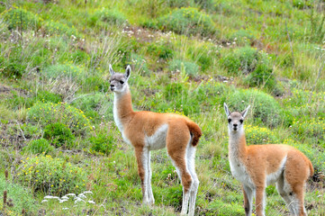 Couple of Young Guanacos in the Patagonia Fields.