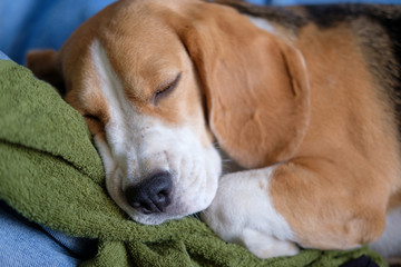 Beagle dog sleeping on a towel