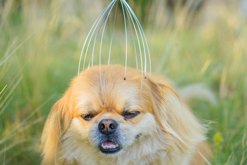 Dog Pekingese enjoys the massage of the head