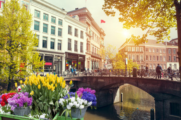 Landscape with tulips, traditional dutch windmills and houses near the canal in Zaanse Schans, Netherlands, Europe