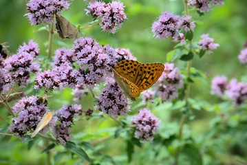 Zwei Falter in violetten Bl&uuml;ten, Neuweilnau, Gemeinde Weilrod, Hochtaunus
