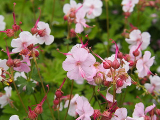 Geranium cantabrigiense 'Biokovo' (dwarf cranesbill) 