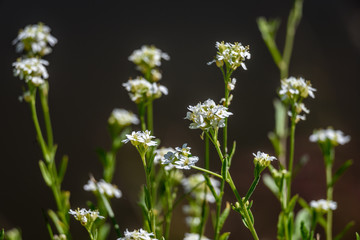 white spring flowers on green background