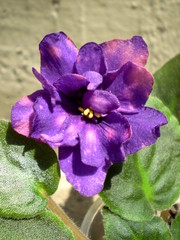 Photography of purple Saintpaulia flower with green leafs