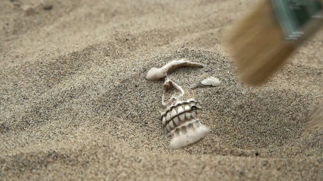 Human skull brushed from the sand
