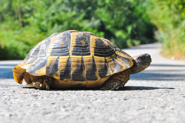 Fototapeta premium Hermann's tortoise (Testudo hermanni) on the middle of the road. Turtle crossing asphalt road