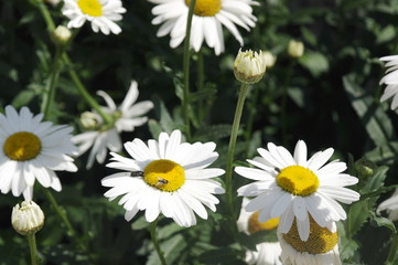 Ромашки, цветы на поле