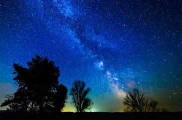 Starry sky and milky way behind the trees.
