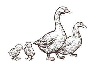 Fototapeta premium Goose and Duck farm animals sketch. Hand drawn birds family with two chickens kids near mom and father. Vector illustration