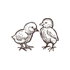 Two cute chickens isolated on white. Handdrawn chicks sketched birds. Vector illustration.