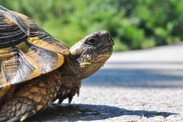 Naklejka premium Hermann's tortoise (Testudo hermanni) on the middle of the road. Turtle crossing asphalt road