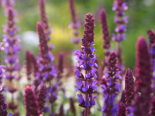 Woodland sage, Balcan clary (Salvia nemorosa)  