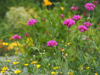 Silene orientalis - pink flowers  