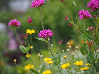 Silene orientalis - pink flowers  