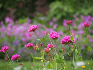 Silene orientalis - pink flowers  