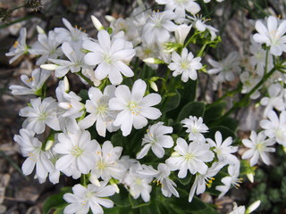 Lewisia cotyledon - Siskiyou lewisia - cliff maids backlit   