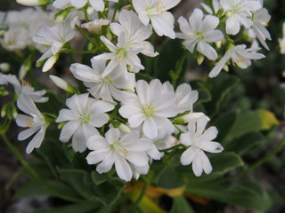 Lewisia cotyledon - Siskiyou lewisia - cliff maids backlit   