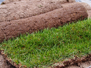 Carpet of turf - roll of sod - turf grass roll  
