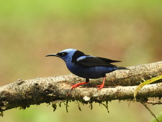 Honeycreeper