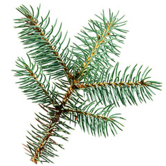 Naklejka na ściany i meble blue fir tree branch isolated on white background as a decor for your christmas card