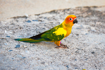 Colorful parrot