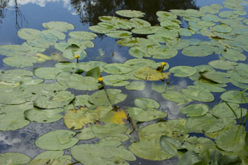 Yellow Water-lily Nuphar lutea on a river under the warm summer sun