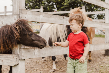 Toddler boy pointing his finger at pony horse