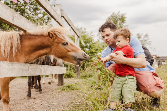 Toddler boy and his father feeding a pony at farm