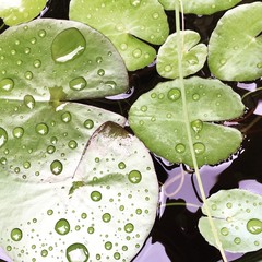 gros plan nénuphare gouttes de pluie 