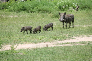 wild warthog pig dangerous mammal africa savannah Kenya