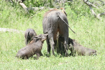 Naklejka na ściany i meble wild warthog pig dangerous mammal africa savannah Kenya