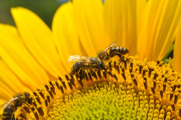 Honey Bee pollinating sunflower. Bee produces honey on a flower. Close-up shot of bee collect nectar on sunflower