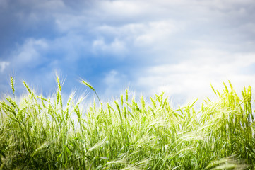 Spikelets of young wheat in summer