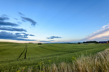 wheat fields in summer with young crops