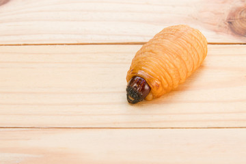 Red palm weevil on the wooden floor background (Rhynchophorus ferrugineus) Larvae of insects Selective focus with shallow depth of field
