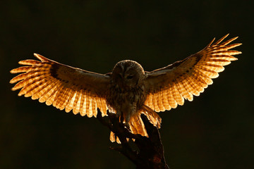 Morning back light. Flying owl. Owl in the forest. Owl in fly. Action scene with owl. Flying Eurasian Tawny Owl, with dark blurred forest in the background. Flying bird in forest. Sunrise with owl. © ondrejprosicky