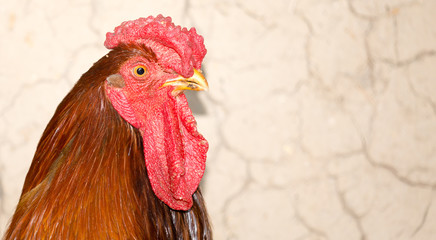Portrait of a cock on a farm