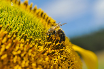 Honey Bee pollinating sunflower. Bee produces honey on a flower. Close-up shot of bee collect nectar on sunflower