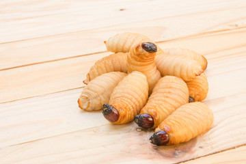 Red palm weevil on the wooden floor background (Rhynchophorus ferrugineus) Larvae of insects Selective focus with shallow depth of field