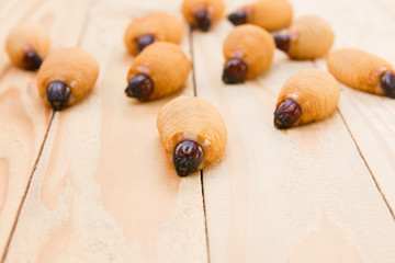 Red palm weevil on the wooden floor background (Rhynchophorus ferrugineus) Larvae of insects Selective focus with shallow depth of field