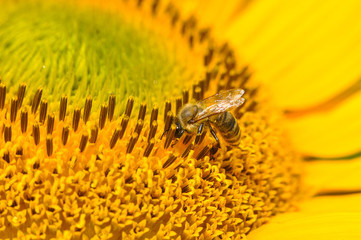 Honey Bee pollinating sunflower. Bee produces honey on a flower. Close-up shot of bee collect nectar on sunflower