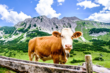 Fototapeta na wymiar cows at the european alps